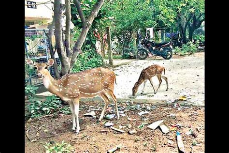IIT-M now free of plastic waste, garbage: TNPCB