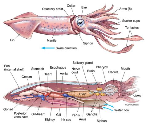Squid Anatomy | Carlson Stock Art