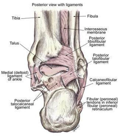 Pictures Of Ankle Joint Ligaments