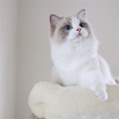 Ragdoll Kittens For Sale | Ragdoll Breeder