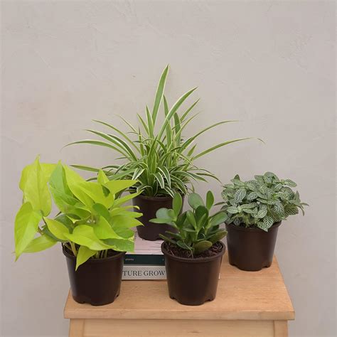 Plantoos Combo of 4 Indoor Live Plants for Home Decor with Pot ...