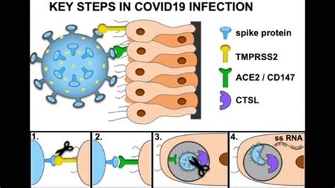Potential of Ocular-Transmission of SARS-CoV-2 | Encyclopedia MDPI