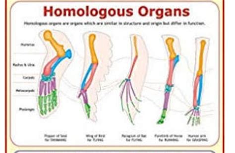 What is the meaning of Analogous organs in brief? - Brainly.in