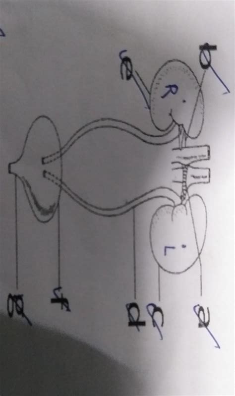 Label the parts A B C D E F G. - Brainly.in