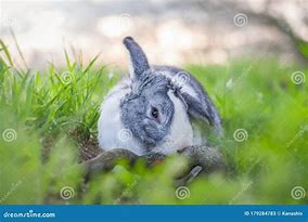 Image result for Cute Dutch Animals