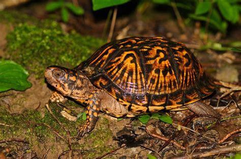 Image result for Ornate Box Turtle Shell