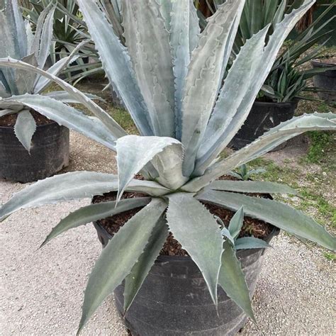 Blue Agave Plant Care: Learn Tips On Growing Agave Tequilana