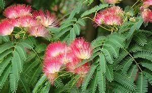 Natura GreenHouse Albizia Lebbeck (Siris Tree) Plants For Nursery Live ...