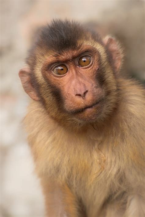 Monkey Using Computer 的图像结果