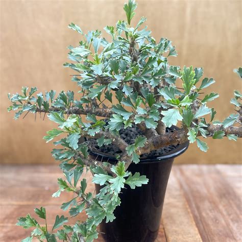 Sarcocaulon ciliatum【サルコカウロン・キリアツム】 | RIMO'S GREEN 【Saboten & Succulent】