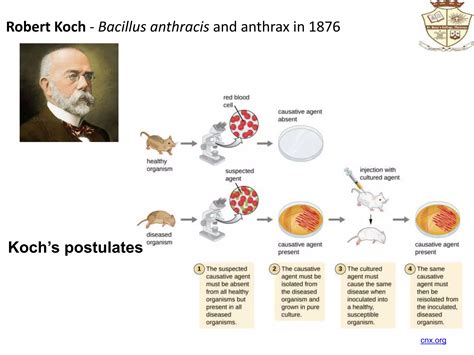 Discovered By Robert Koch