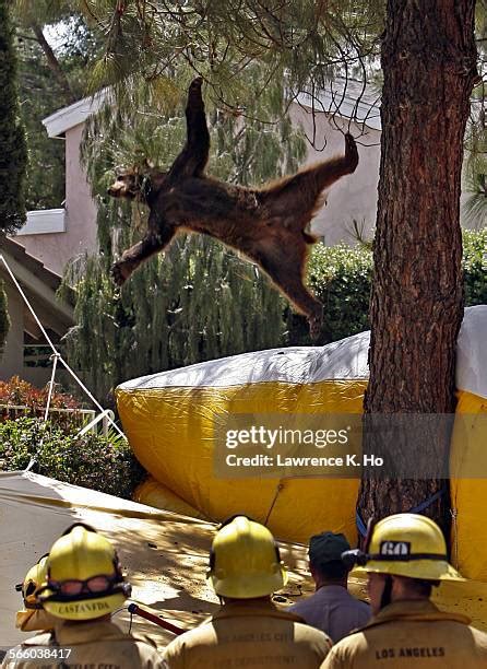 Image result for Bears Falling From Cliffs