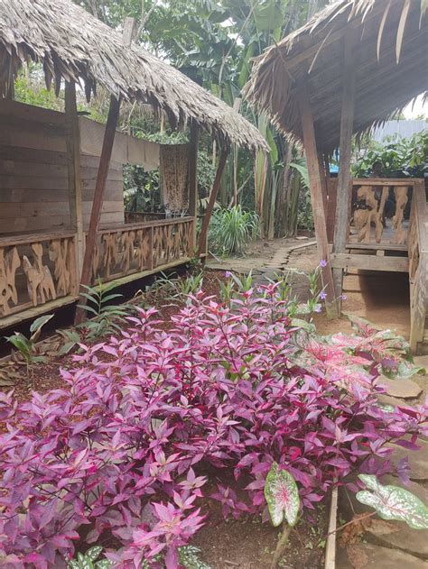 CASA AZUL RESERVA AMAZONICA (Leticia) - Guesthouse Reviews, Photos ...