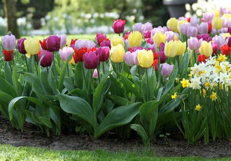 Why Do Tulips Bloom Early at Charles Bolden blog