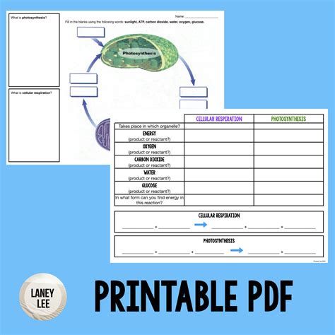 Photosynthesis and Cellular Respiration Worksheet - Laney Lee ...
