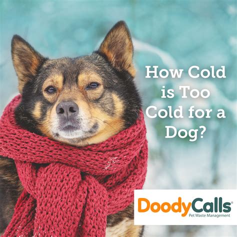 Winter Safety: How Cold Is Too Cold for a Dog?
