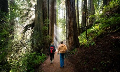 The 10 Absolute Best Places to See Epic Redwood Trees - A-Z Animals