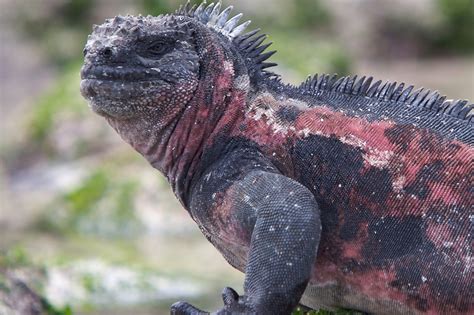 Iguana Images