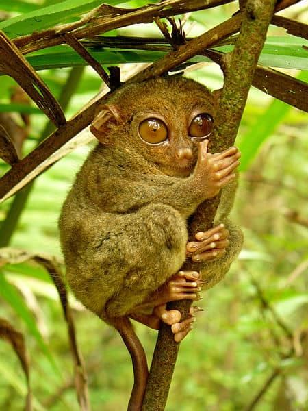 Top 50 Critically Endangered Animals in the Philippines | Owlcation