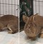 Image result for Baby Cottontail Rabbit
