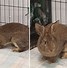 Image result for North American Eastern Cottontail Rabbit Baby