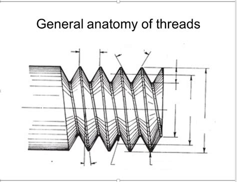 Image result for Parallel Threads Anatomy