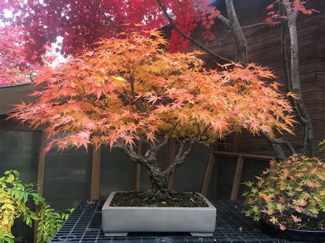 acer palmatum 'Arakawa' | Japanese maple garden, Bonsai tree types ...