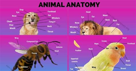 Image result for Example of Functional Modelling