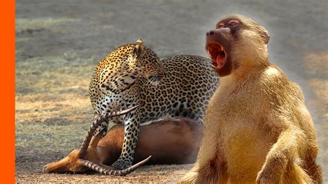 Image result for Baboon Vs Predator