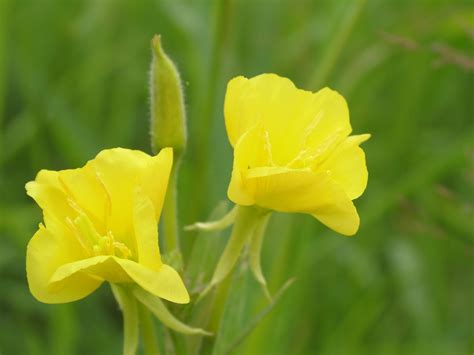 Pink Evening Primrose: Plant Care & Growing Guide