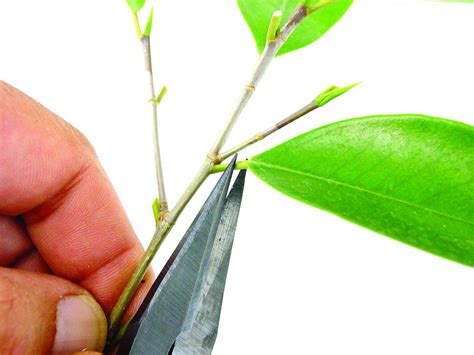 Seven things to learn about Ficus retusa bonsai care | Mistral Bonsai