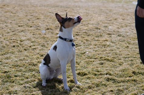 Decker Rat Terriers