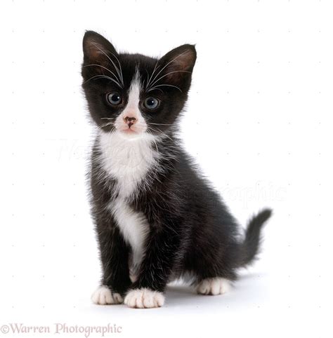 Black-and-white kitten, 6 weeks old photo WP16699