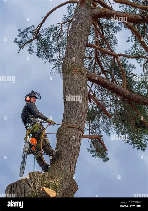 Image result for Felling a Large Tree