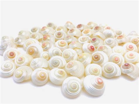 Image result for Pearly Shell Character