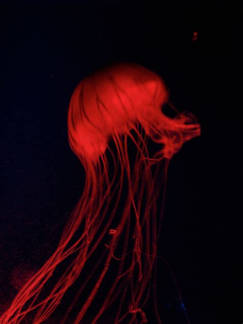 130 Jellyfish ideas | jellyfish, sea creatures, ocean creatures
