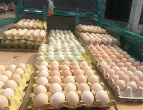 配送鸡蛋的利润是多少？3种鸡蛋配送方式利润分析