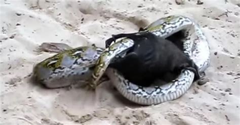 Image result for Amazing Python Fights