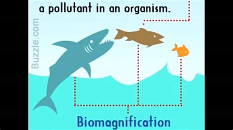 Biomagnification 的图像结果