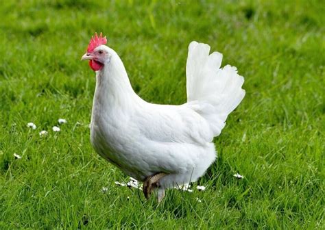 White Leghorn Hen
