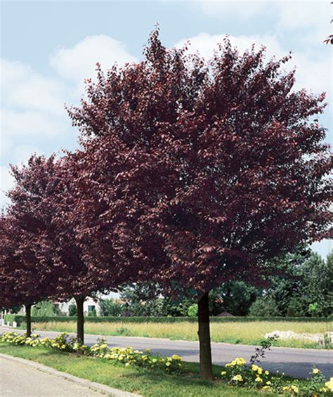 Newport Purple Leaf Plum | Bower & Branch