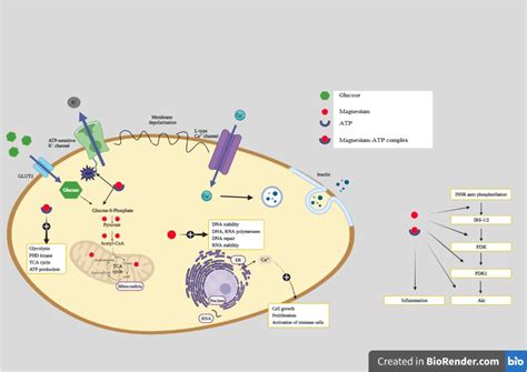 Relationships between serum and dietary magnesium, calcium, and metabolic parameters in women ... - mechanism of insulin resistance