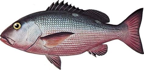 Image result for Snapper Animal