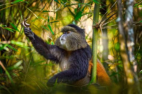 Rwanda Animals Guide: Wildlife To See in Rwanda – Nkuringo Safaris