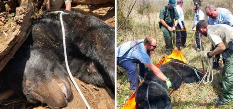Huge Bear Living Near US University Finally Captured