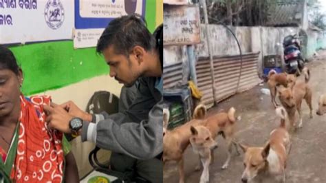 Stray dog menace continues to rise in Odisha, over 2.43 lakh dog bite ...