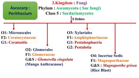 Fungi classification plant pathology.pptx