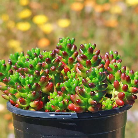 Sedum Succulent Varieties Sedum: Easy To Grow Succulents With Seasonal