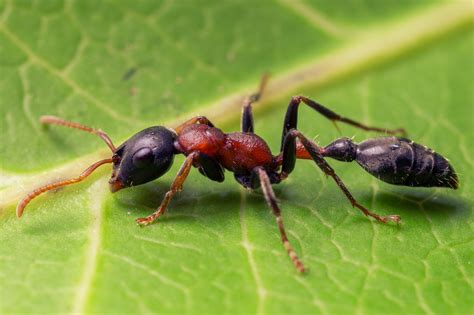 Tetraponera rufonigra also called bicolor arboreal ant. These are AWA ...