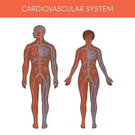 Image result for Cardiovascular System Cartoon
